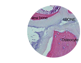 Спецификация 4Bone